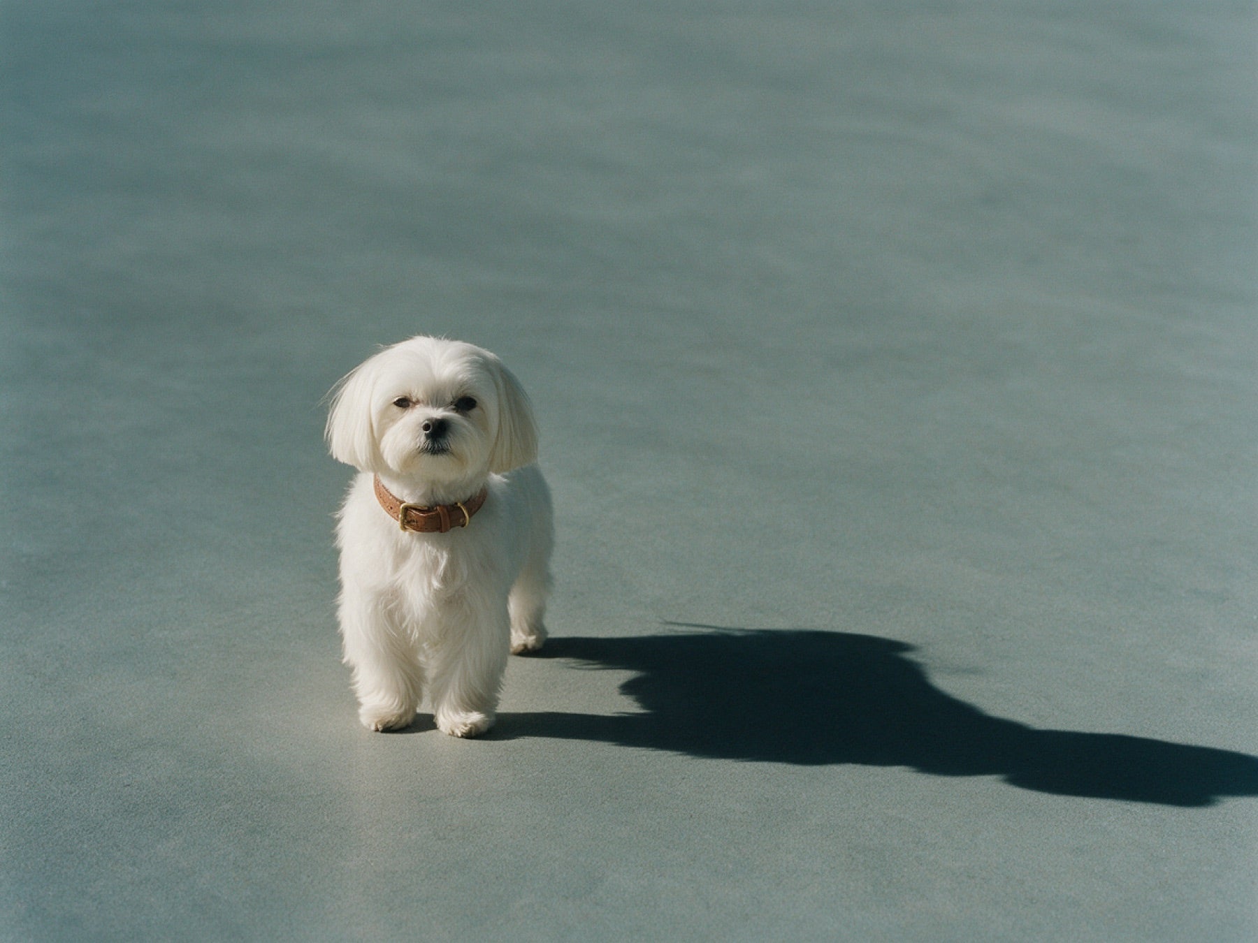 Maltese
