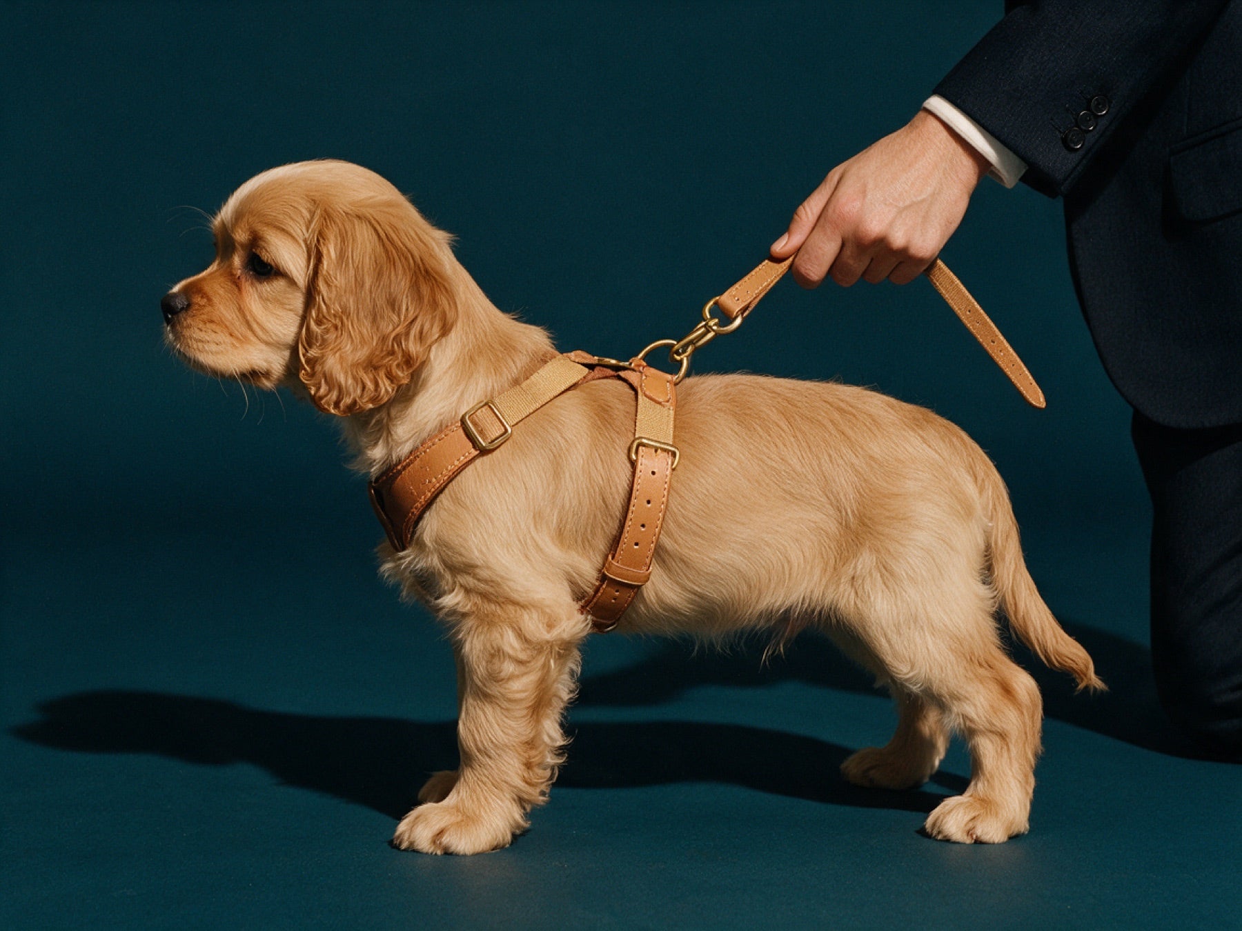 Puppy