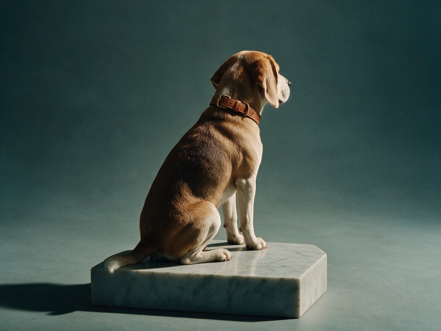 Beagle