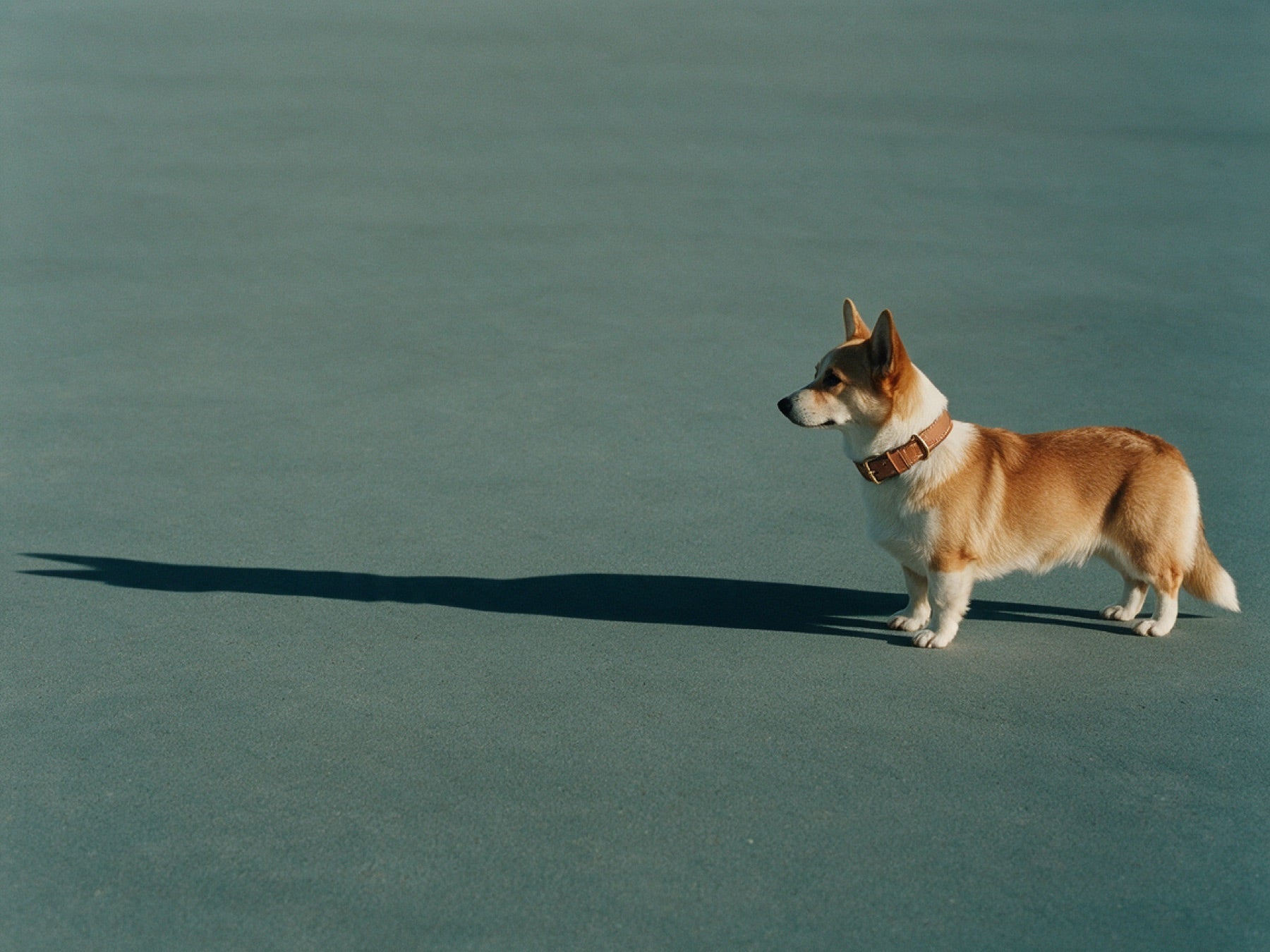 Corgi