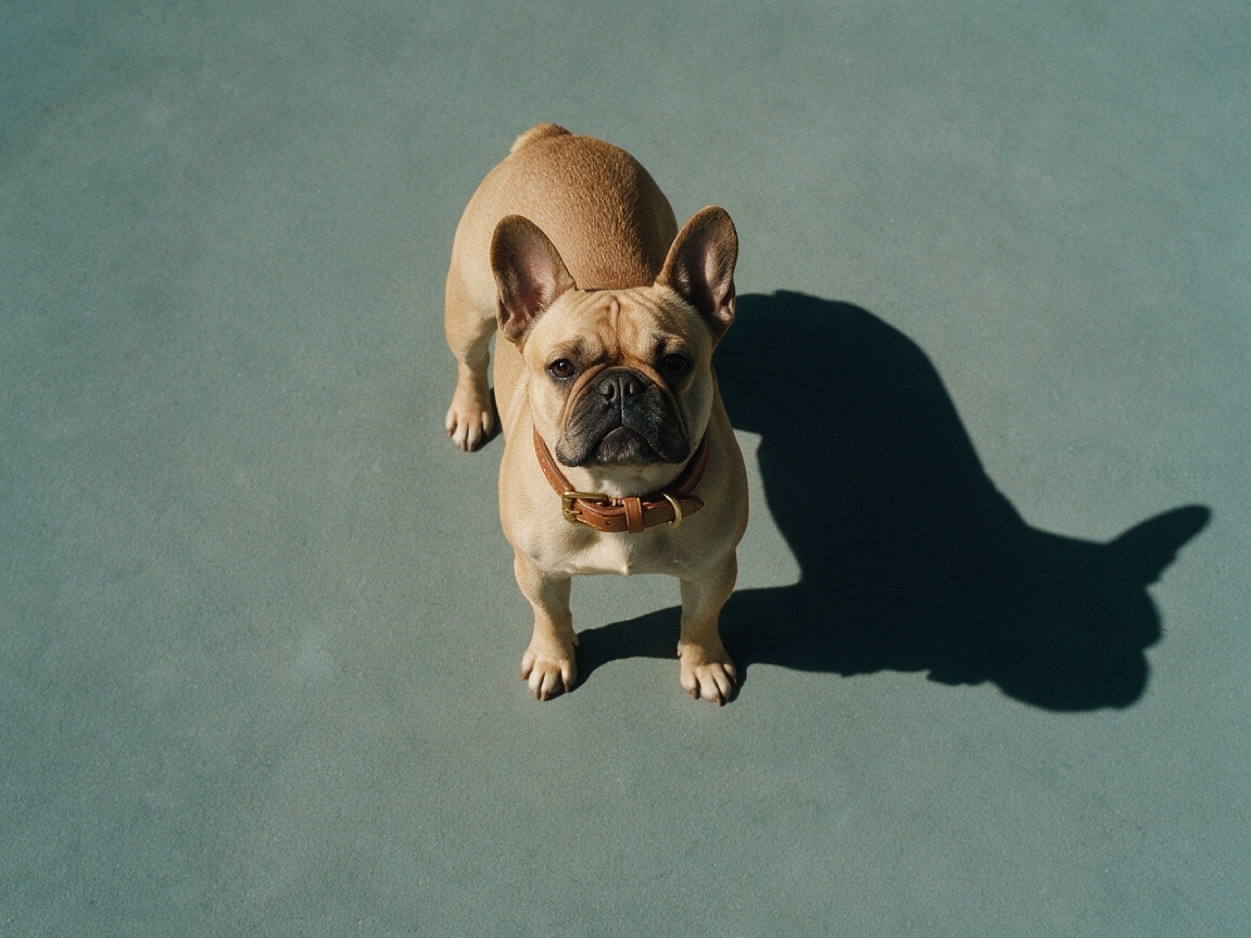 French Bulldog