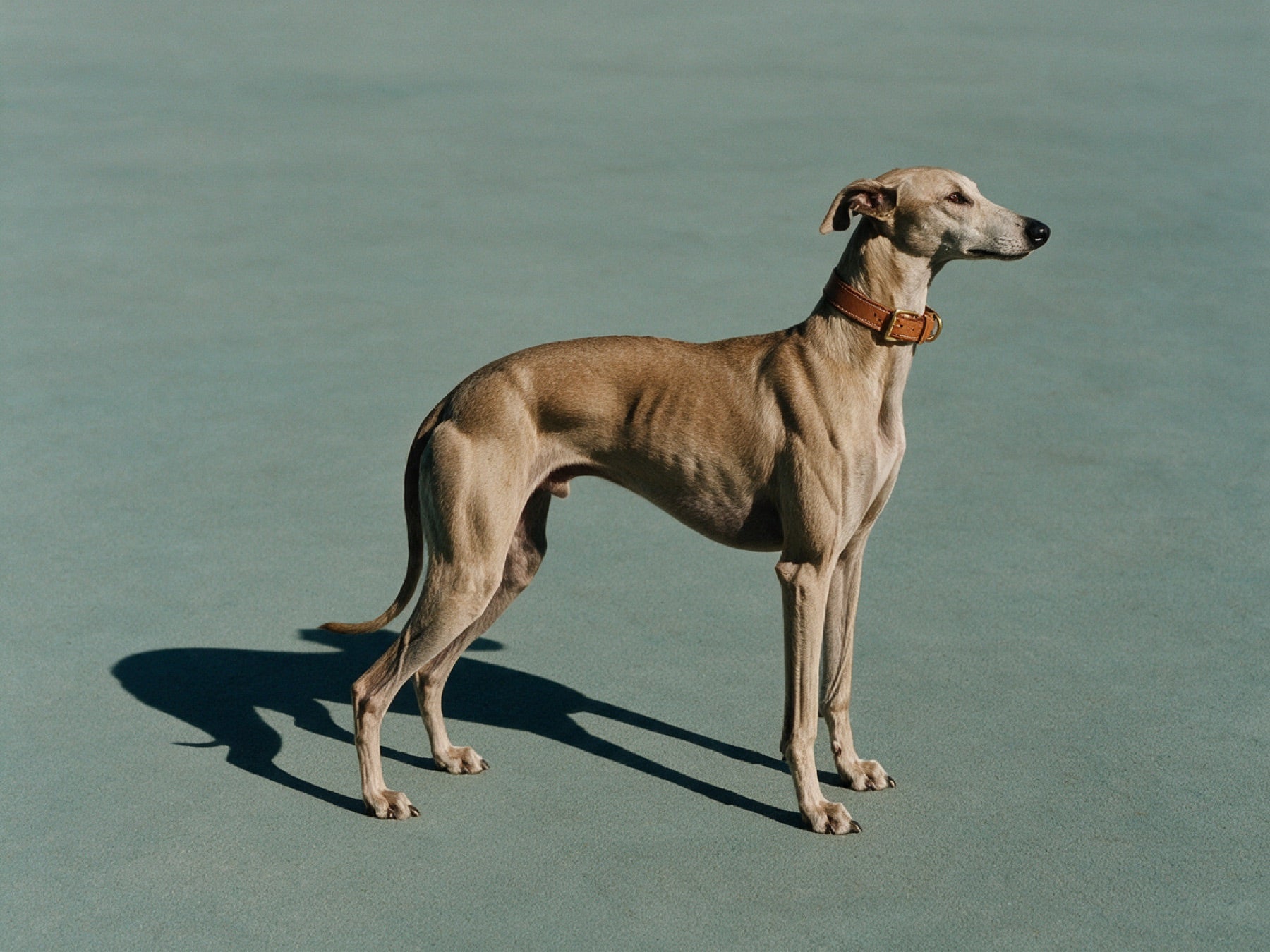 Greyhound