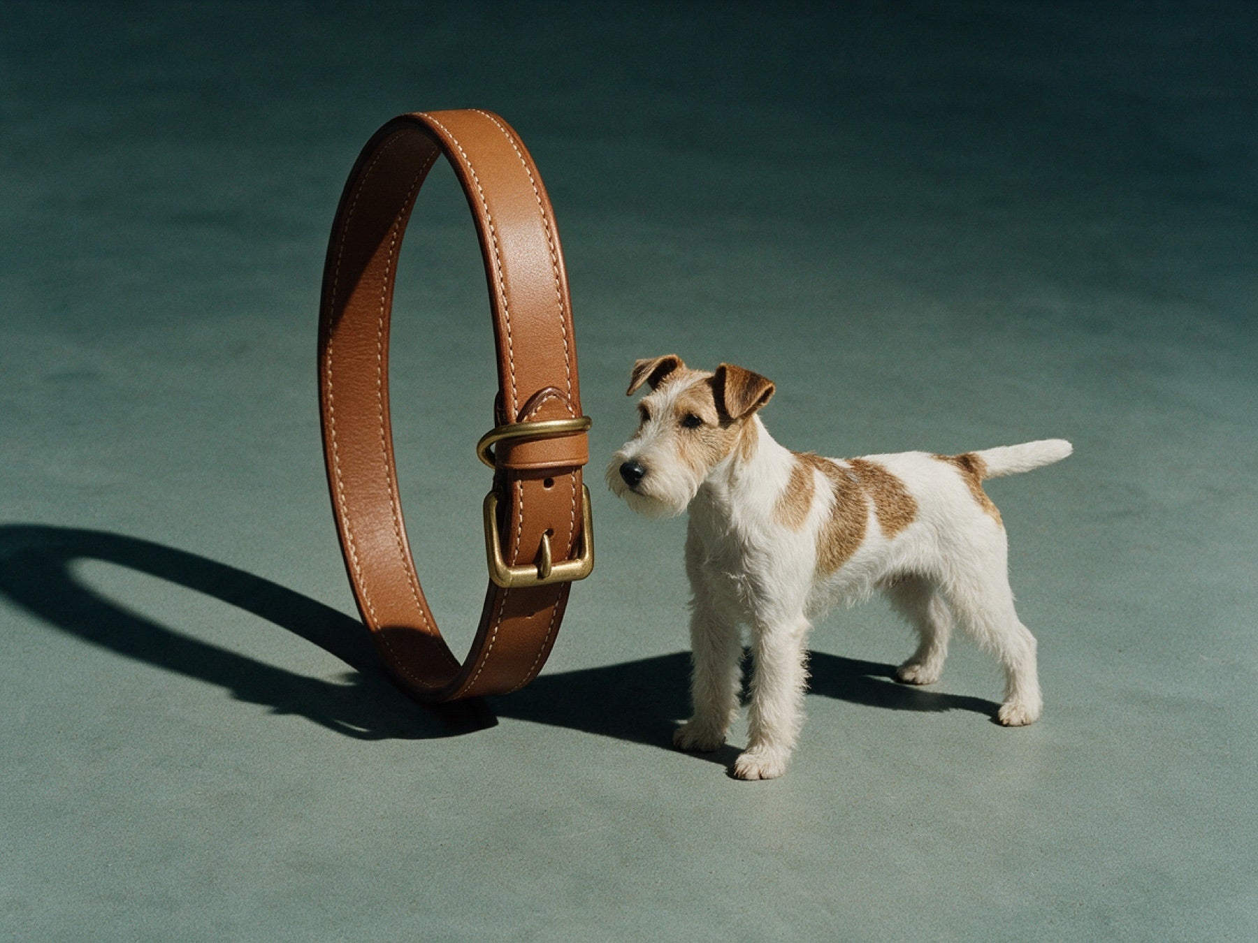 Fox Terrier