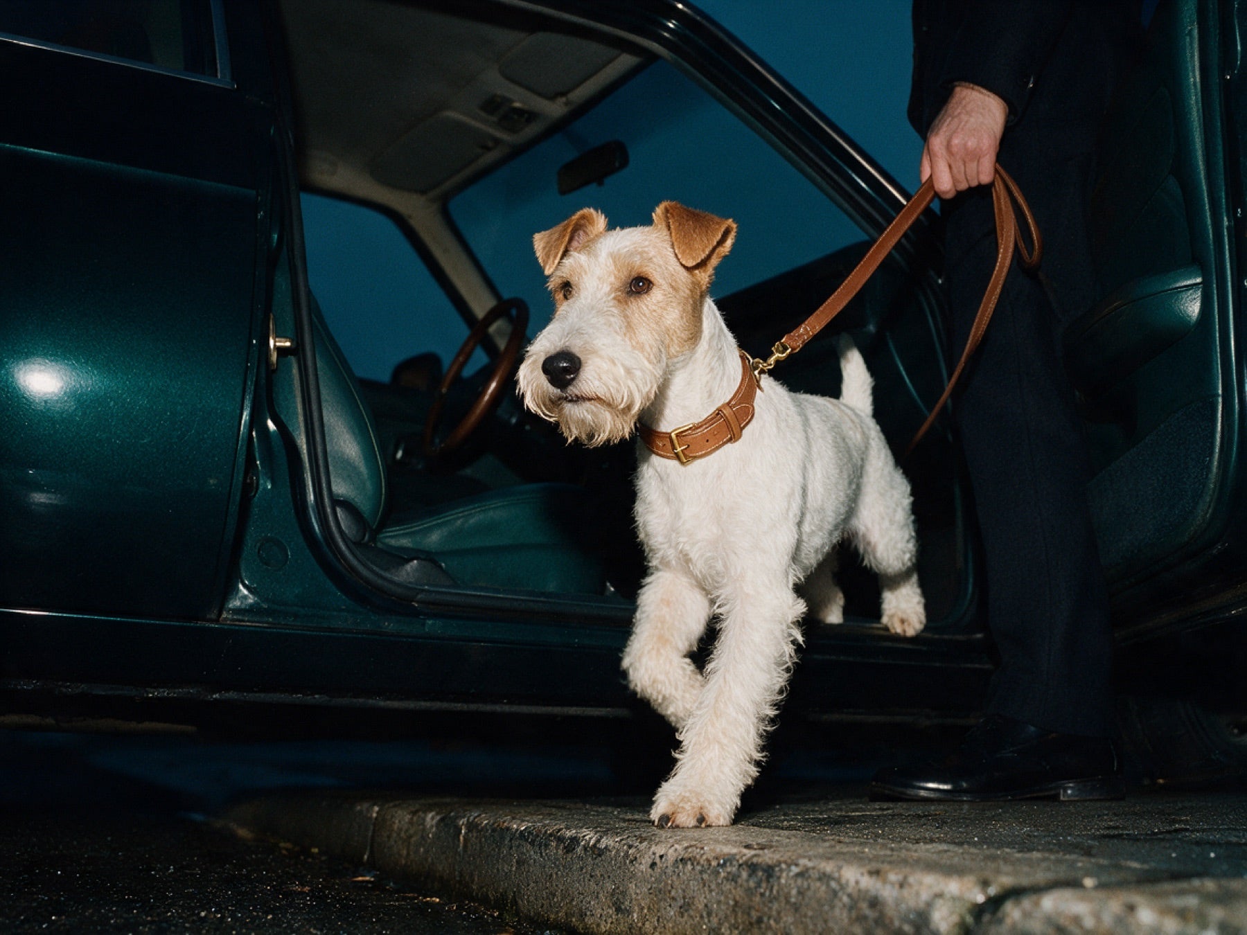A fox terrier stepping down from a car at dusk, wearing the Bridle Collar, a tan leather lead held above